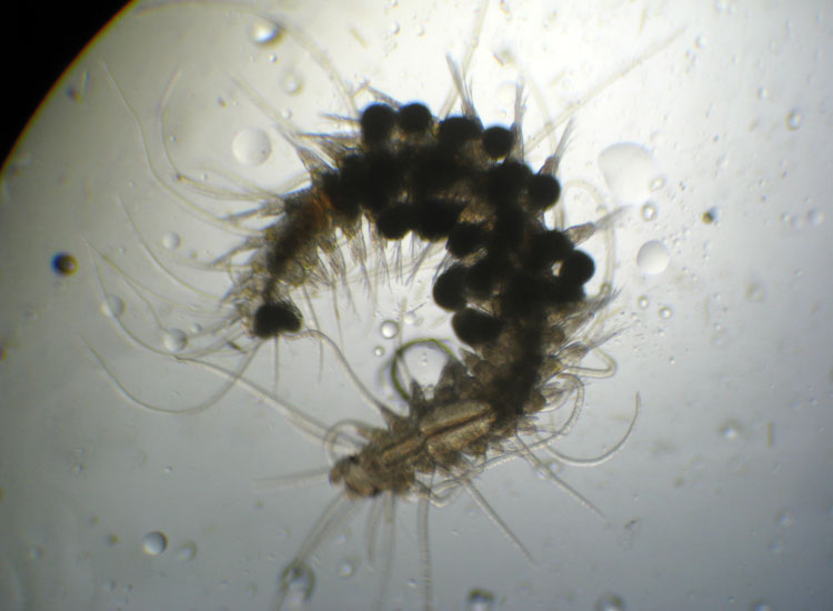 (Micro)mostri marini